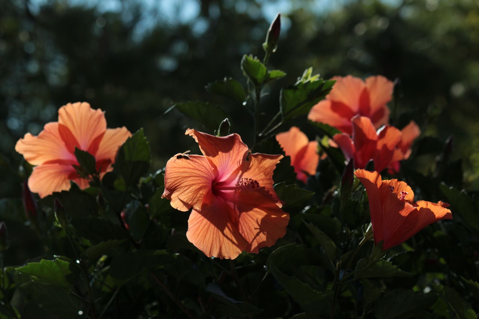 Canon EOS 600D (Rebel EOS T3i / EOS Kiss X5) + Canon EF-S 55-250mm F4-5.6 IS sample photo. Blossom, bloom, hibiscus photography