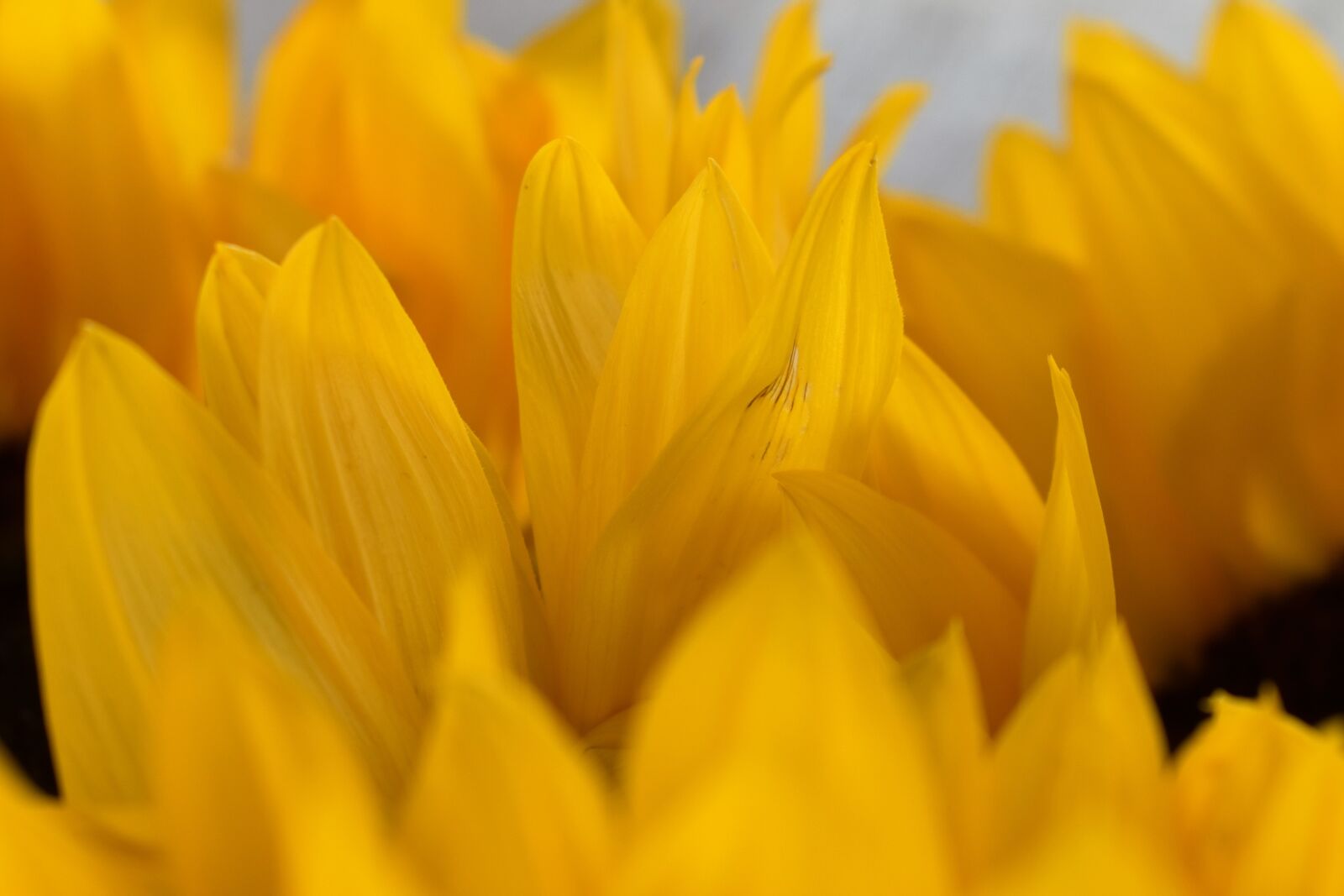 Nikon D5500 sample photo. Sunflower, yellow, flower photography