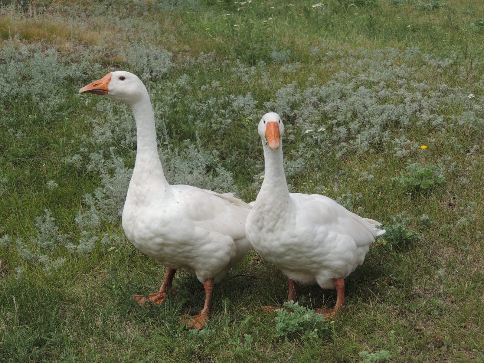 Nikon Coolpix P510 sample photo. Geese, village, bird photography
