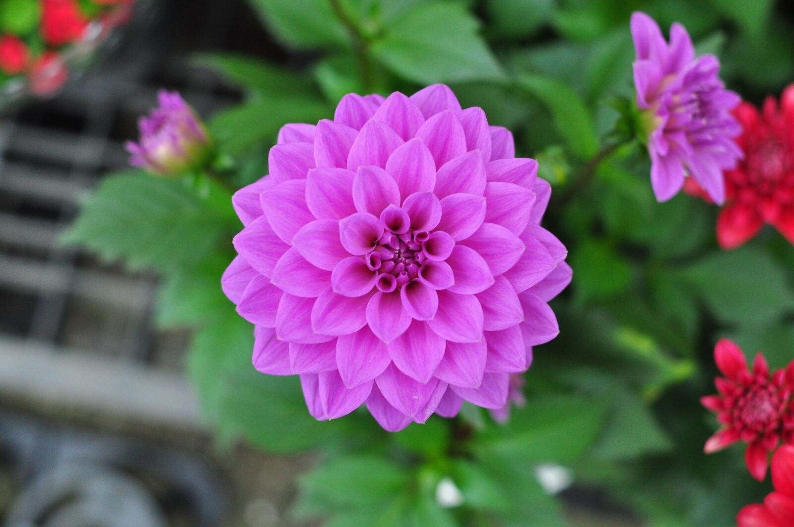 Nikon D90 sample photo. Spring, flowers, nature photography