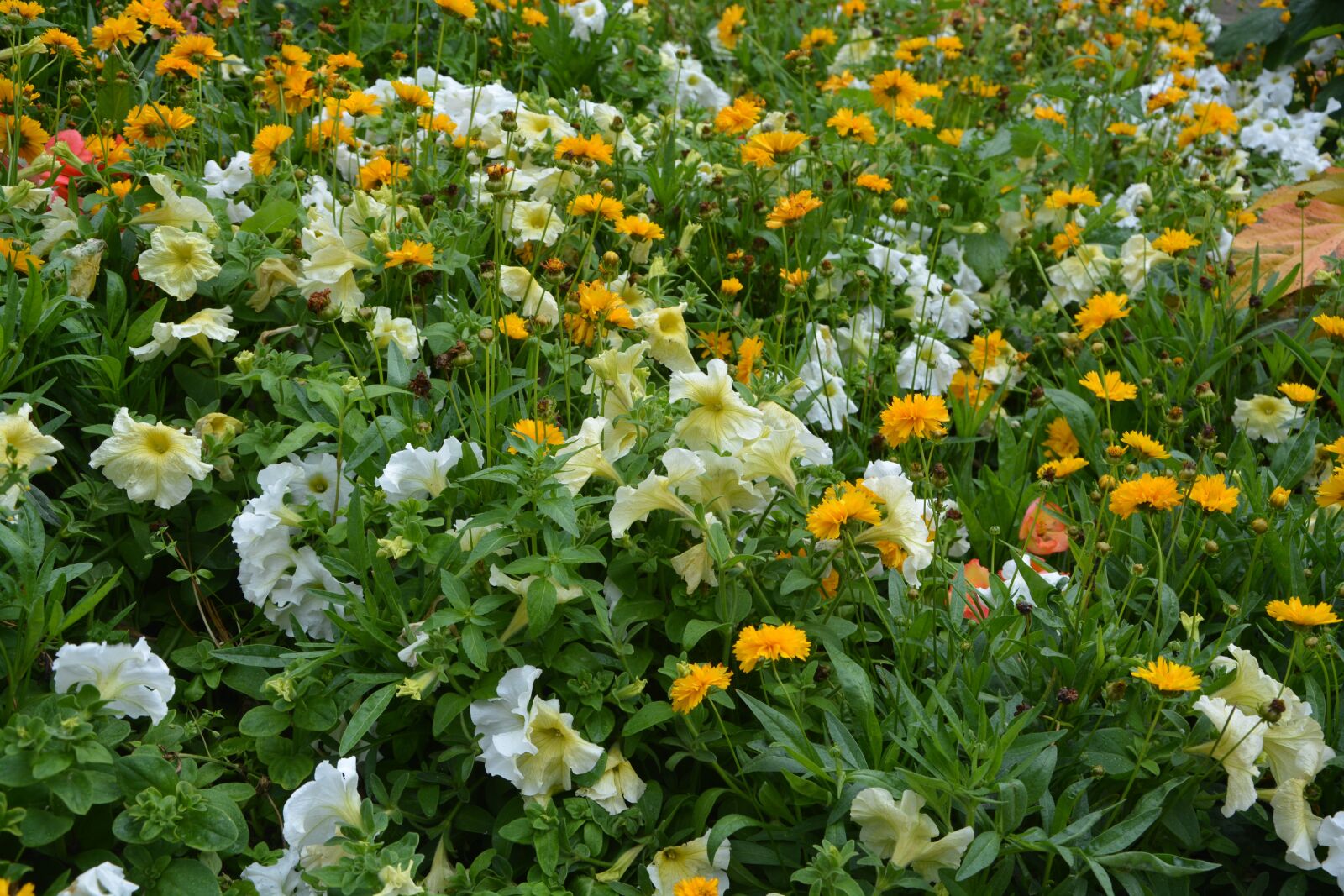 Nikon D5200 sample photo. Flowers has a massive photography