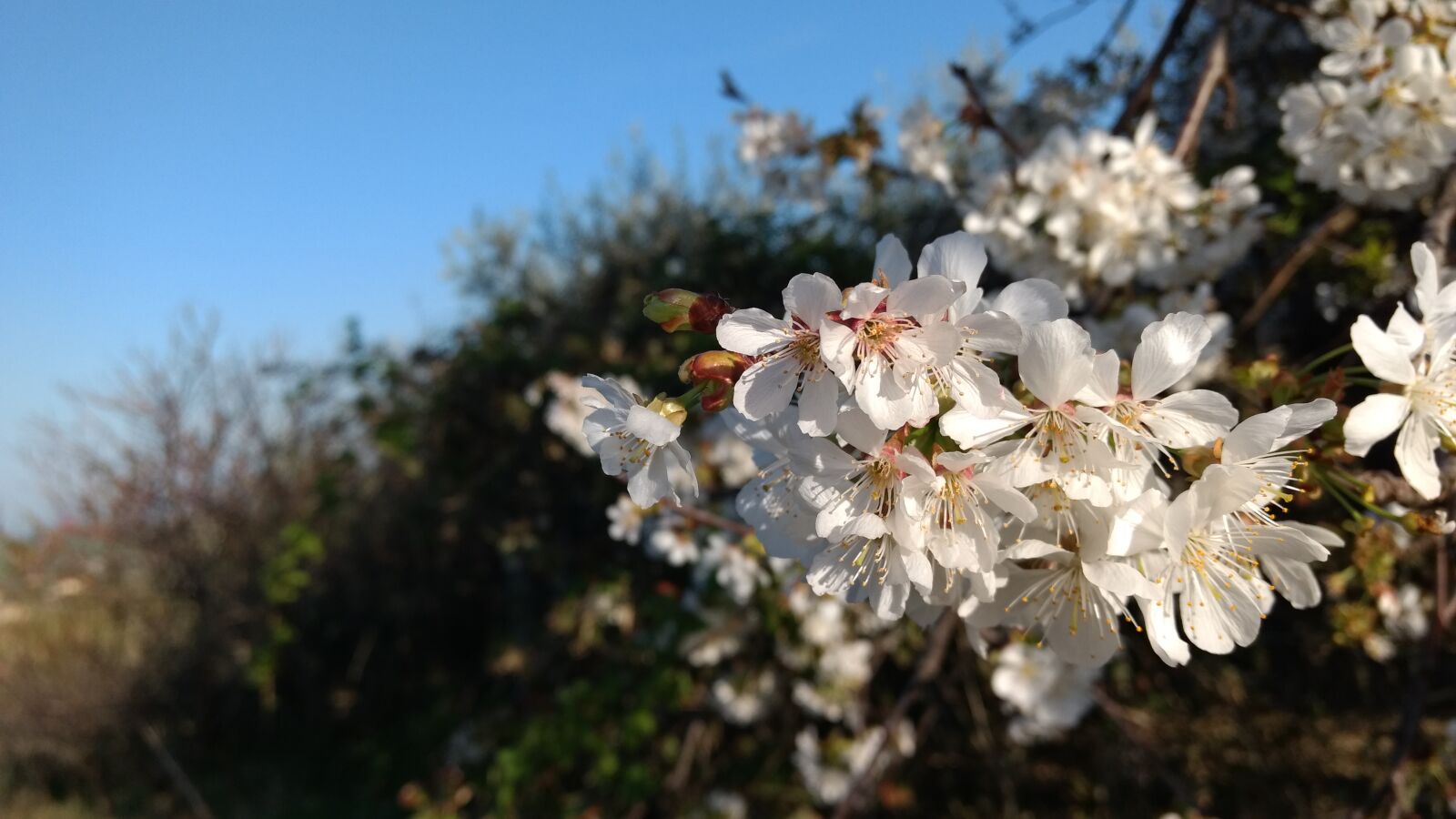 Motorola Moto G (4) sample photo. Blue, cilegio, fiori, flowers photography