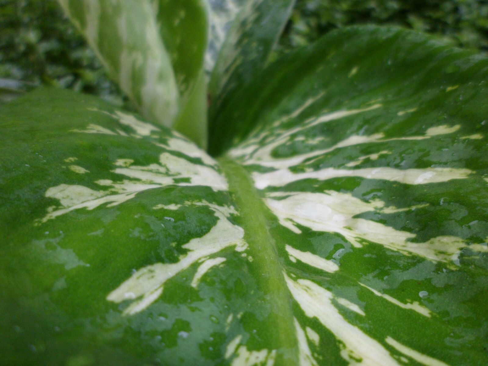 Samsung PL120,PL121 / VLUU PL120,PL121 sample photo. Leaf, dew, garden photography