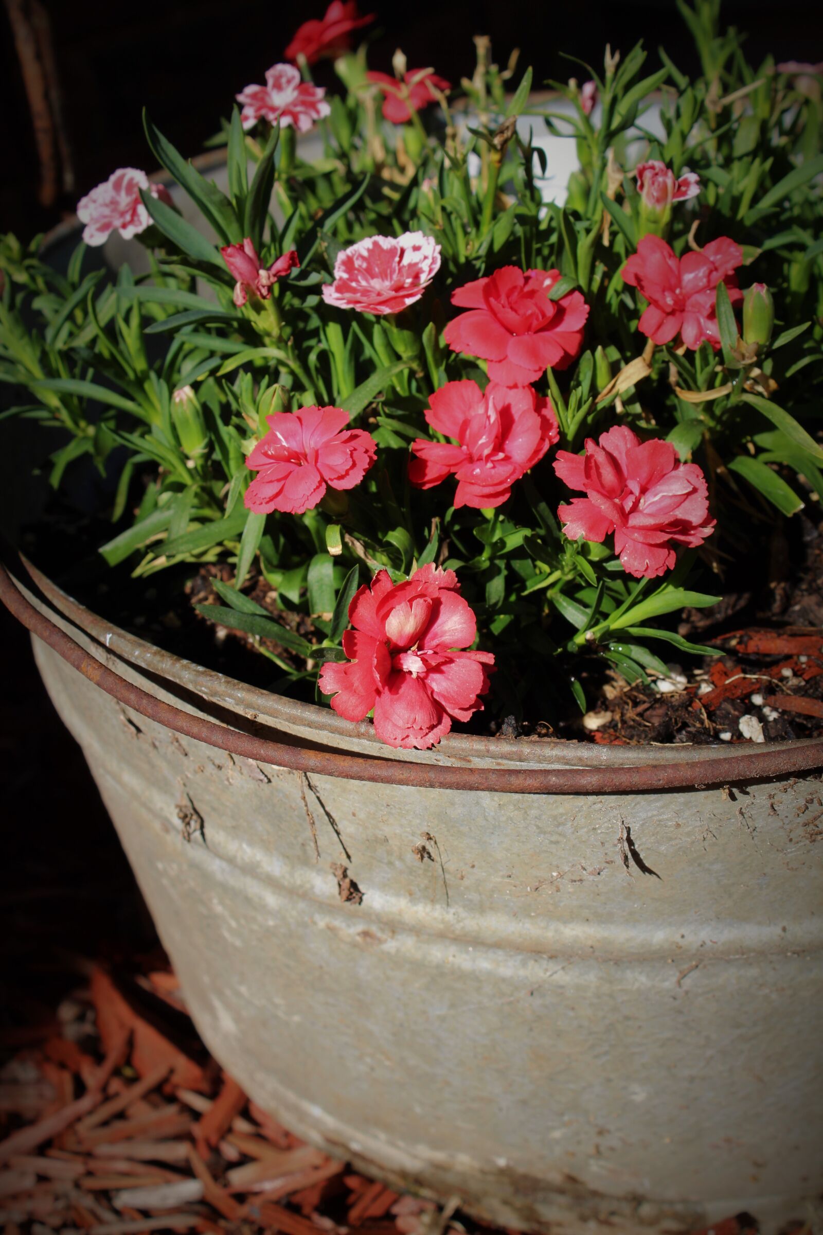Canon EOS 1300D (EOS Rebel T6 / EOS Kiss X80) sample photo. Flowers, rustic, bucket photography