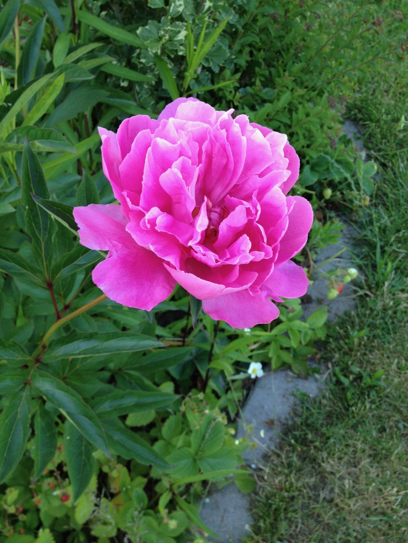 iPhone 4S back camera 4.28mm f/2.4 sample photo. Flower, harz, germany photography