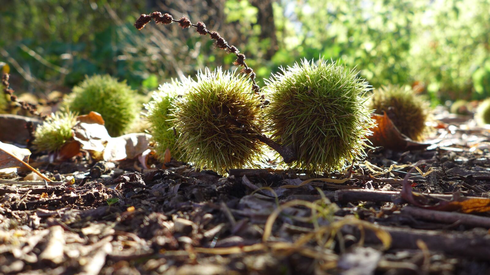 Panasonic Lumix DMC-LX7 sample photo. Autumn, chestnut, nature photography