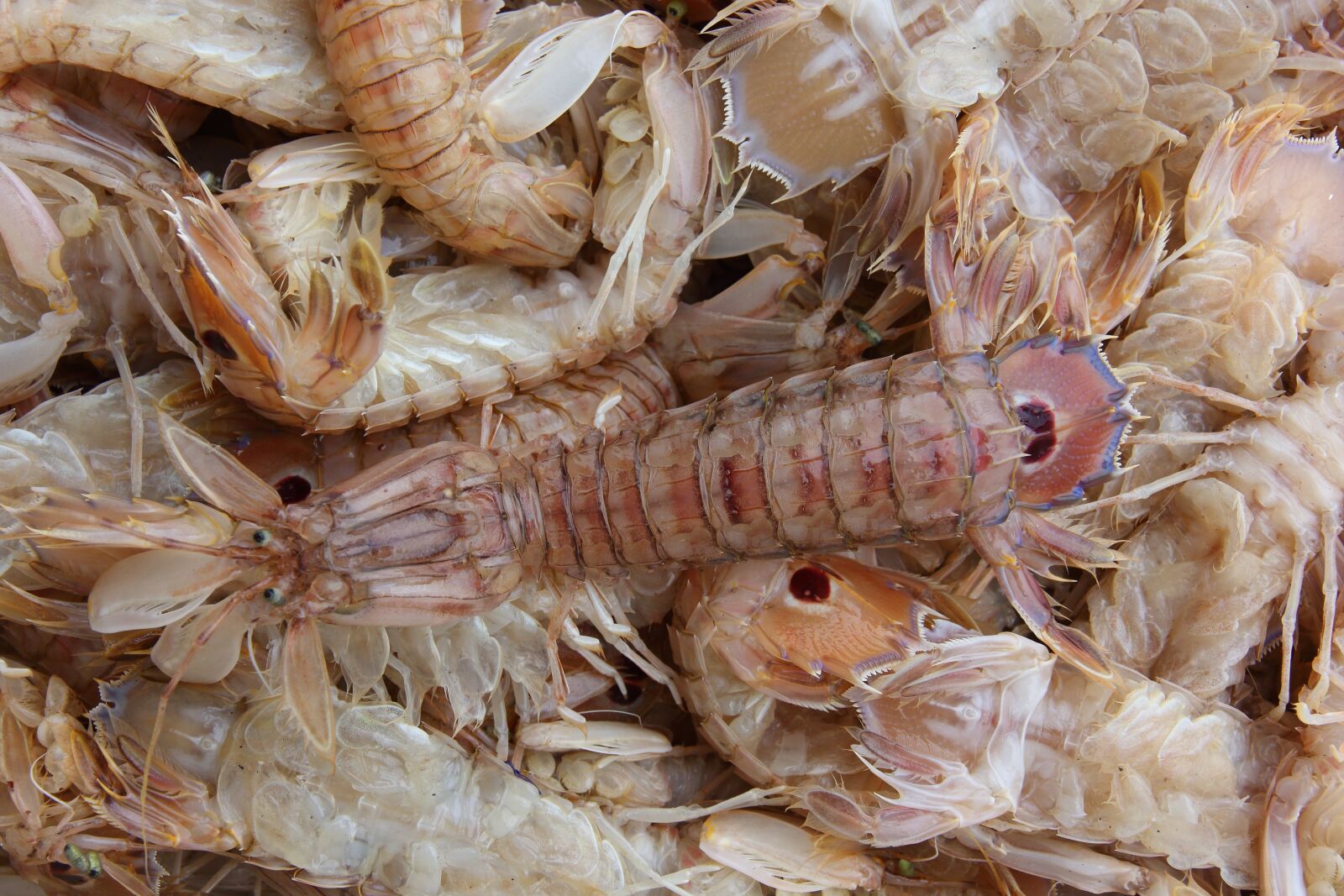Canon EOS 550D (EOS Rebel T2i / EOS Kiss X4) sample photo. Seafood, catch, fishing photography