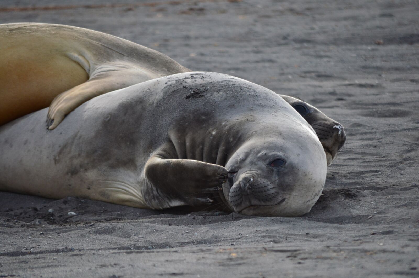 Nikon D3200 sample photo. Mammal, seal, antarctica photography
