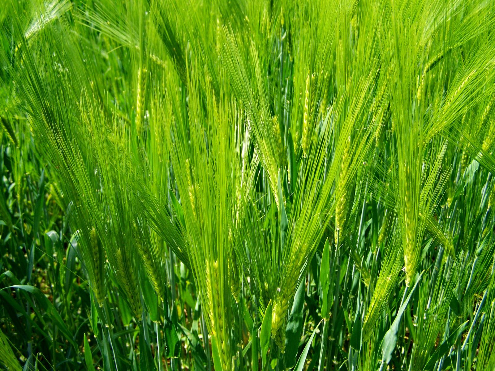 Kodak EASYSHARE ZD710 ZOOM DIGITAL CAMERA sample photo. Cereal crop, agriculture photography
