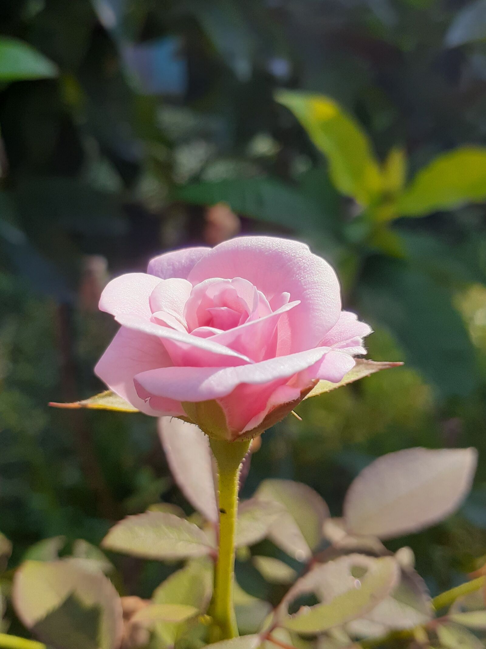 Samsung Galaxy A20 sample photo. Rose, flowers, nature photography