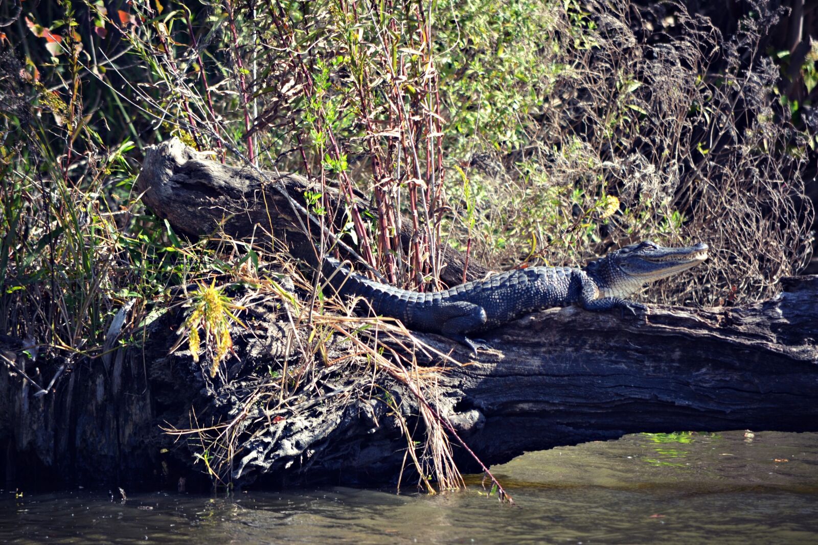 Nikon D3100 sample photo. New orleans, outdoors, tourist photography