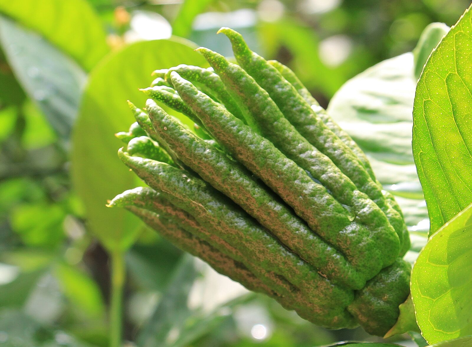 Canon EOS 550D (EOS Rebel T2i / EOS Kiss X4) sample photo. Buddha hand, citron, jewish photography