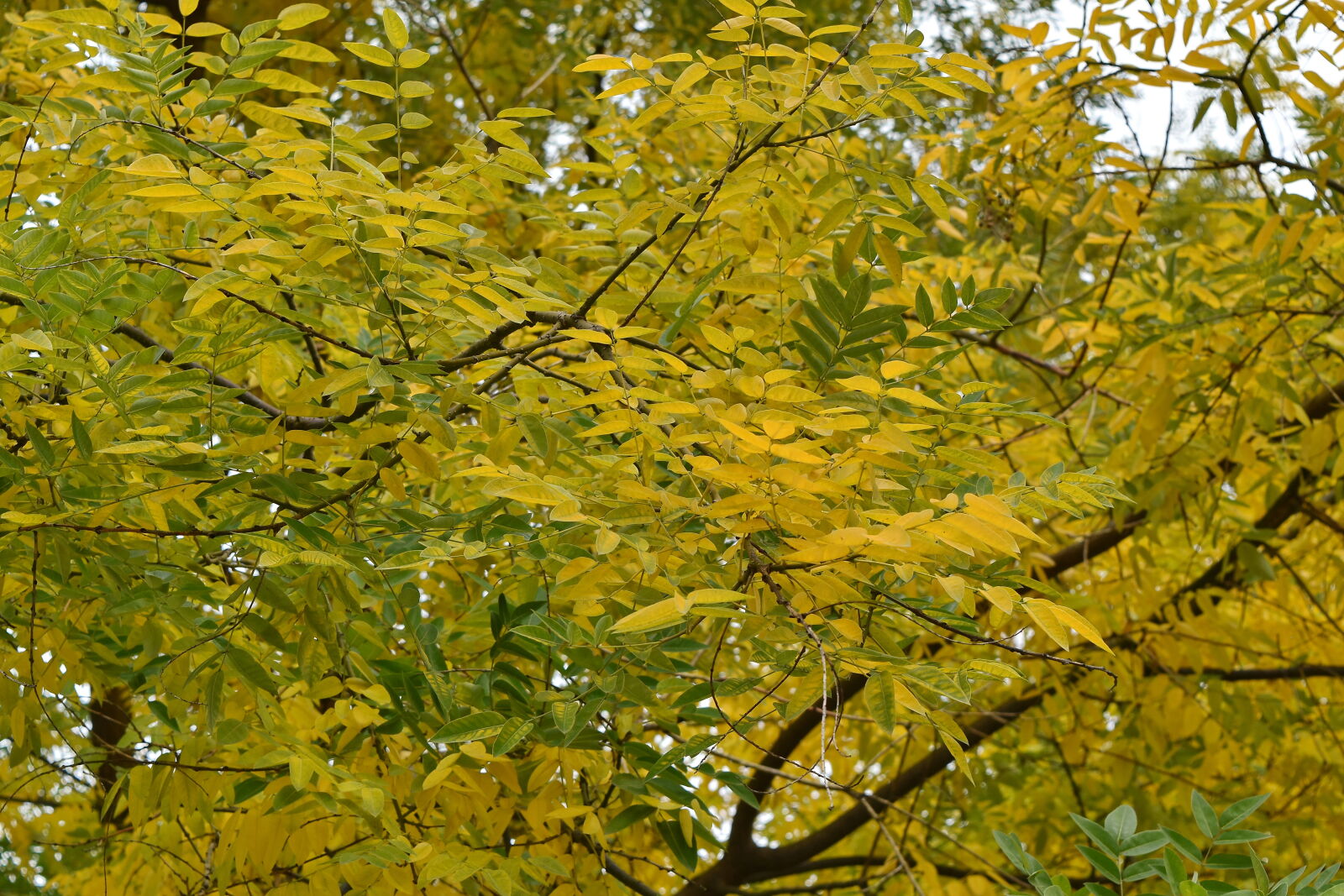 Nikon D5500 sample photo. Leaf, plant, flora, leaves photography