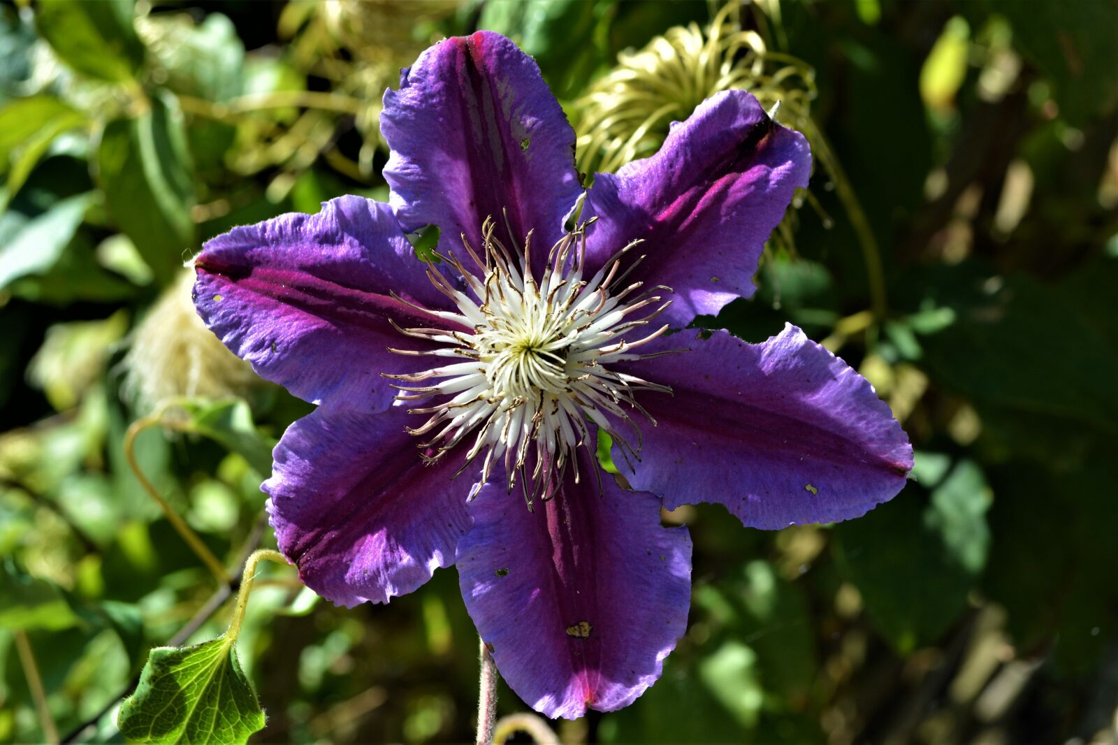 Nikon D5200 sample photo. Passion flower, close up photography