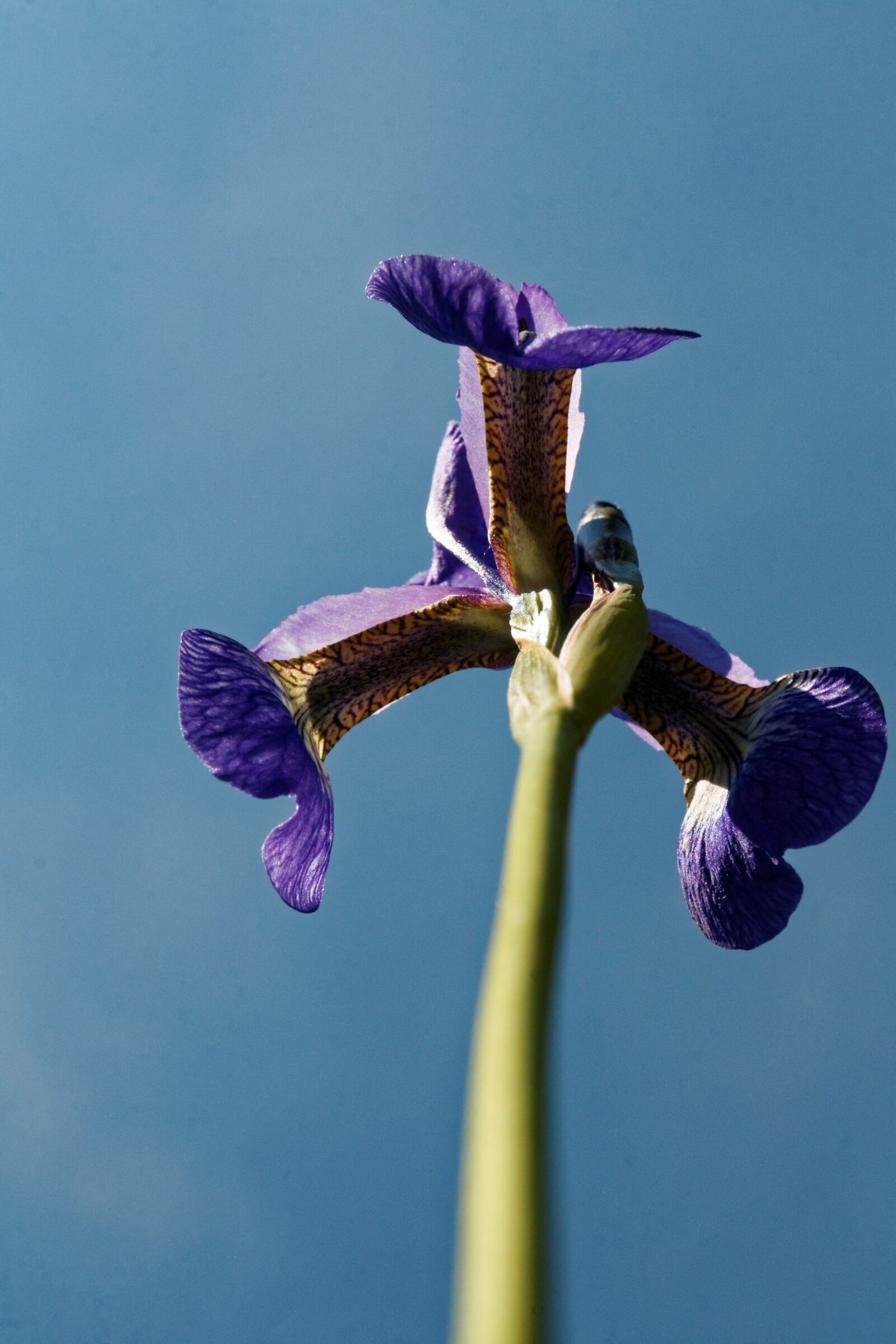 Canon EOS 30D sample photo. Iris, flower, blossom photography