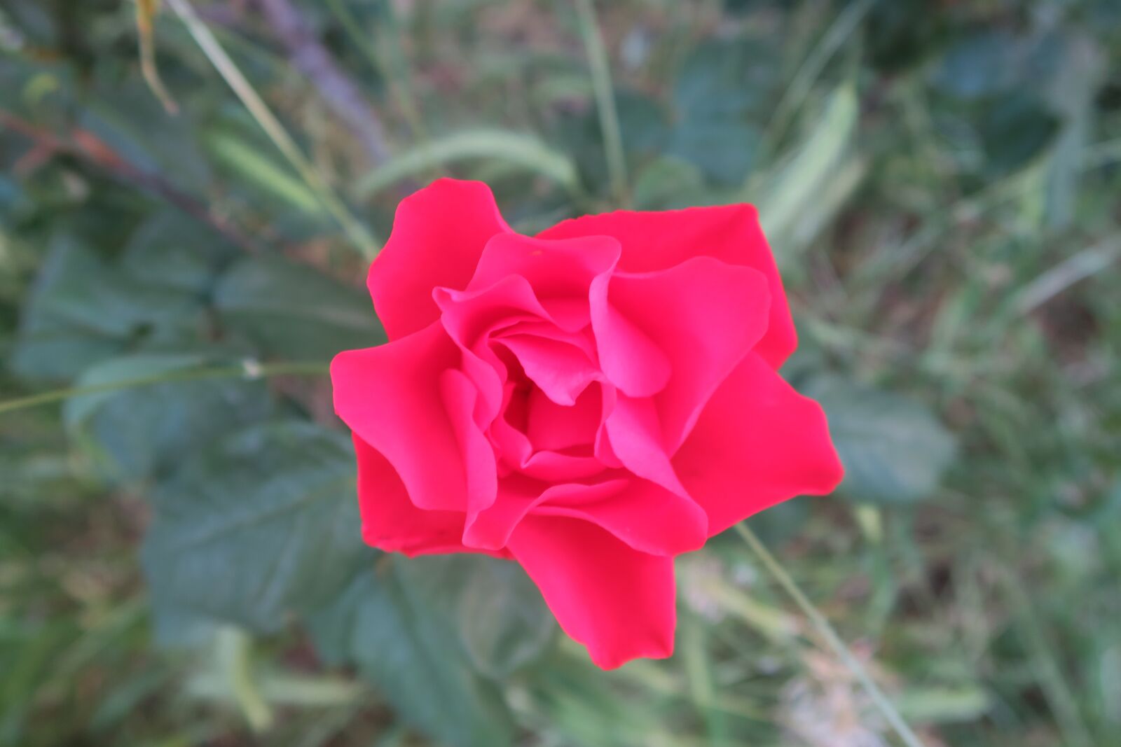 Canon PowerShot G7 X sample photo. Rose, red rose, flower photography