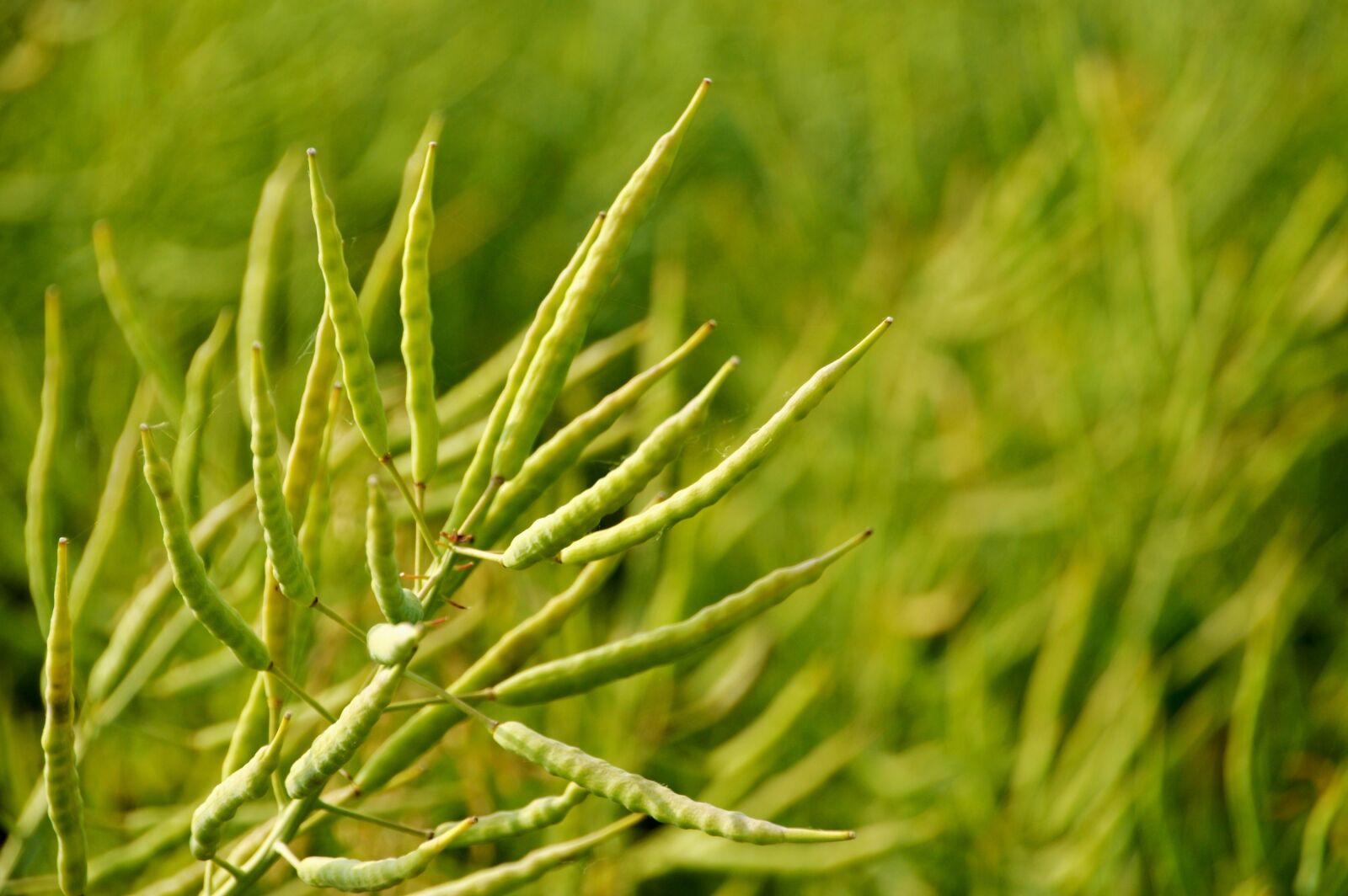 Nikon D3200 sample photo. Field, wheat, green photography