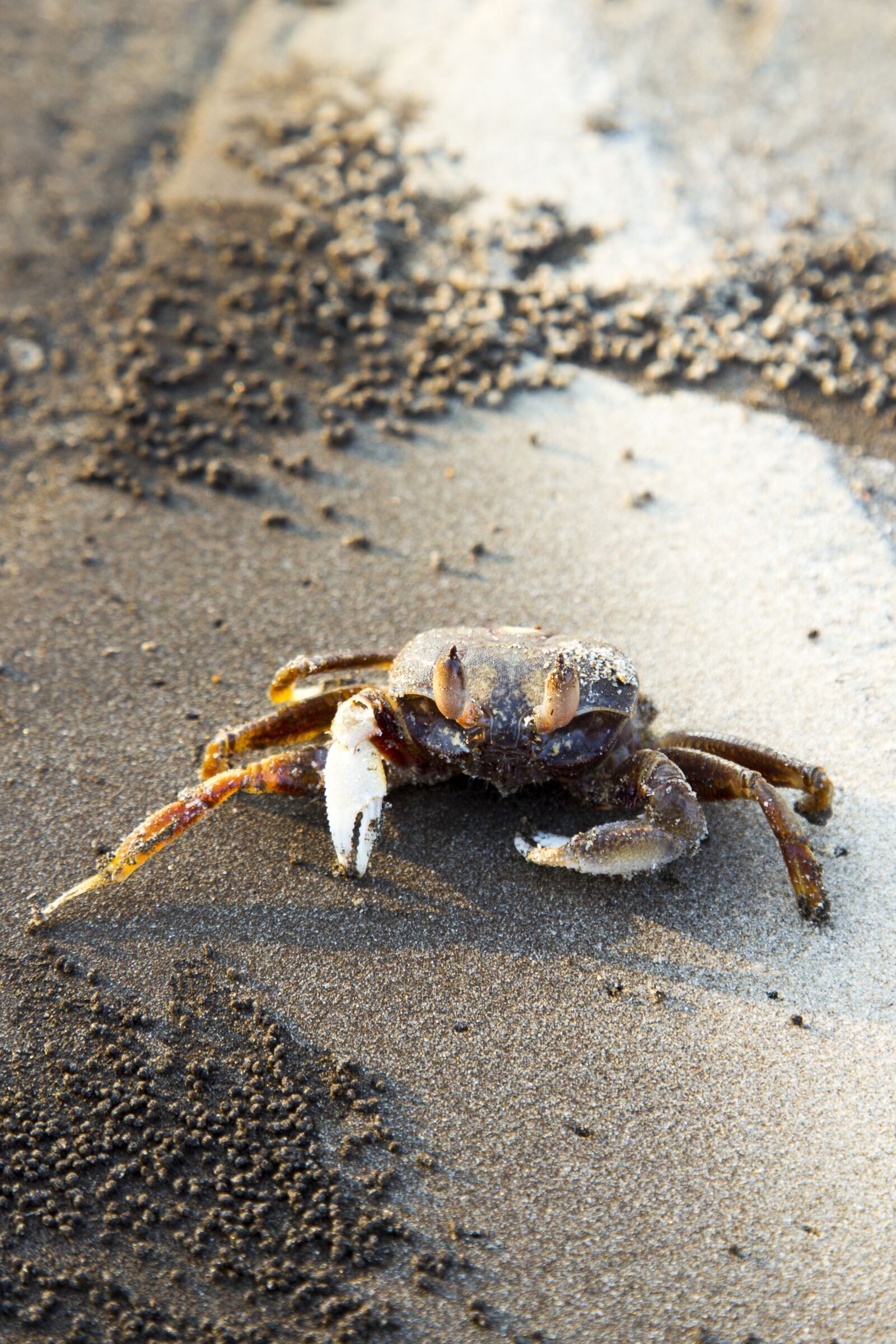 Canon EOS 6D + Canon EF 24-105mm F4L IS USM sample photo. Crab, marine, beach photography