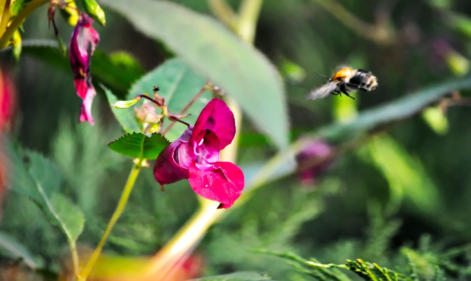 Nikon D5000 sample photo. Bumblebee, flight, the collection photography