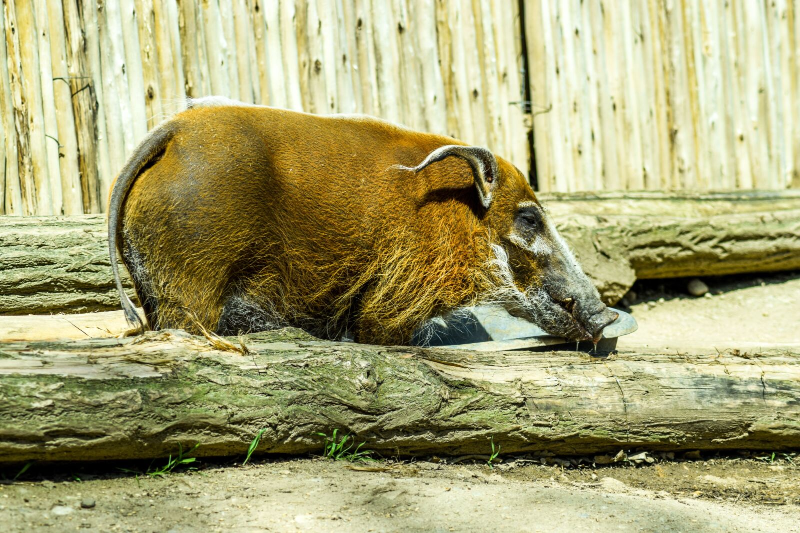 Nikon D5300 sample photo. Zoo, paugres, ardeche photography