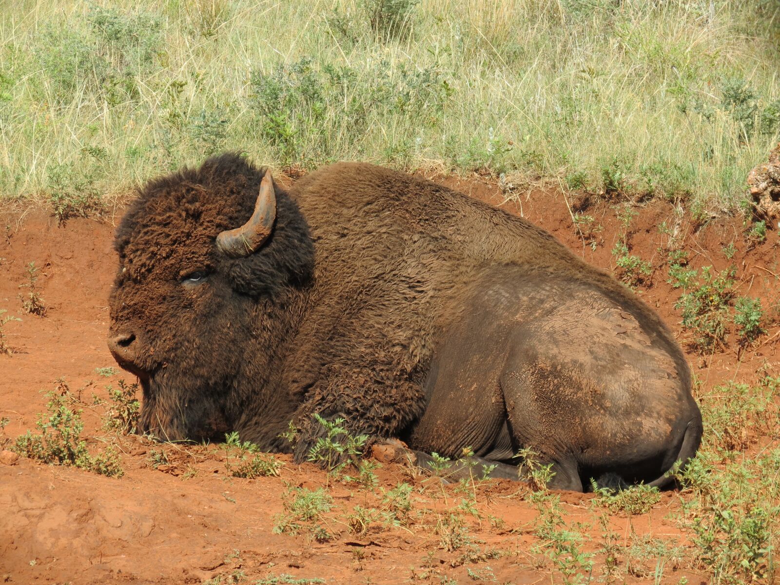 Canon PowerShot SX40 HS sample photo. American bison, rest, wild photography