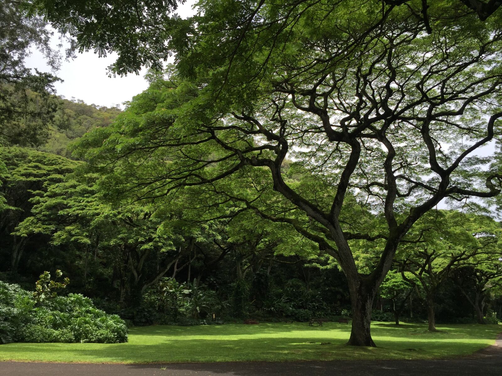 Apple iPhone 6 sample photo. Tree, hawaii, tropical photography