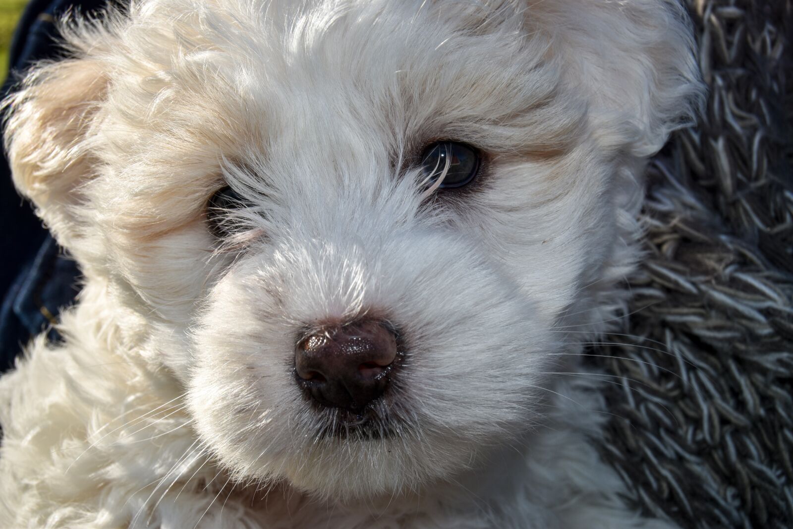 Nikon D5500 sample photo. Puppy, dog, pet photography