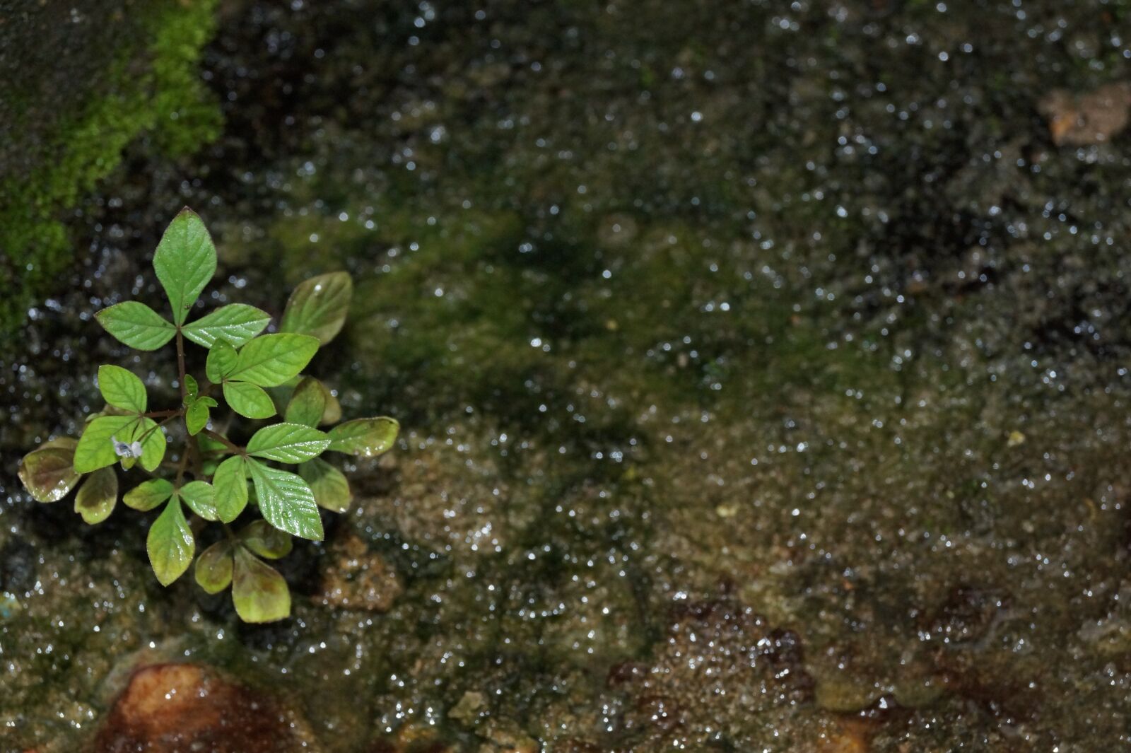 Sony SLT-A58 sample photo. Plant, moss, plant in photography