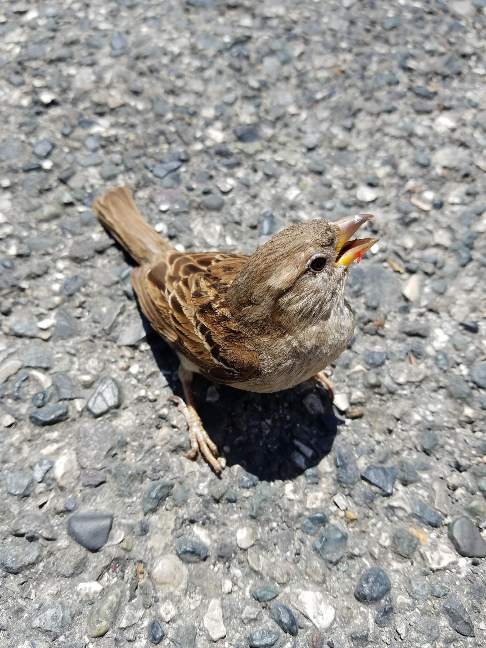 Samsung Galaxy S7 sample photo. Bird, animal, wild live photography