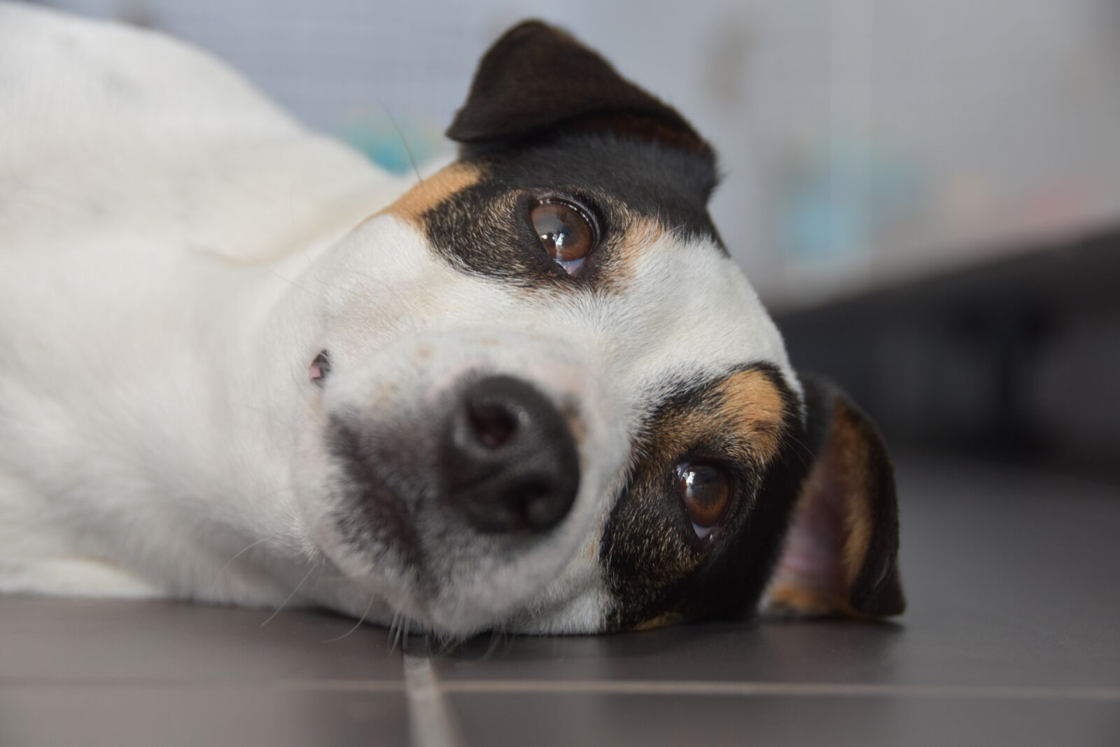 Nikon D5600 sample photo. Jack russel, look, dog photography