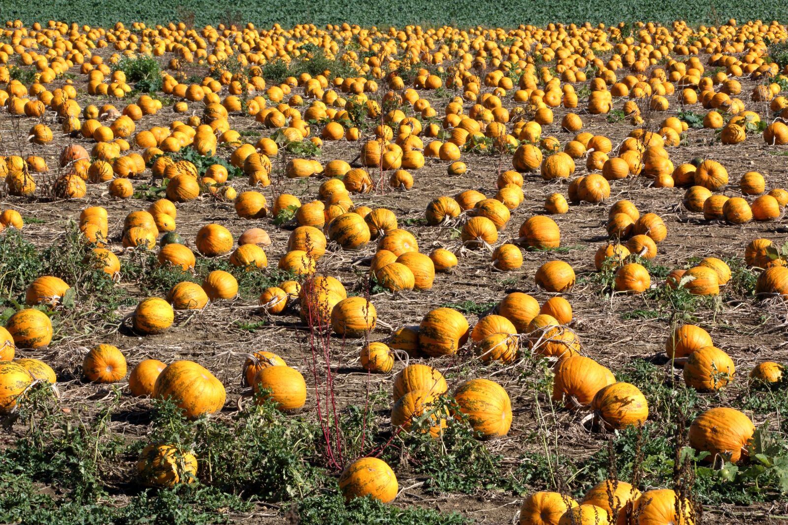Canon EOS 1200D (EOS Rebel T5 / EOS Kiss X70 / EOS Hi) sample photo. Pumpkin, field, pumpkin box photography