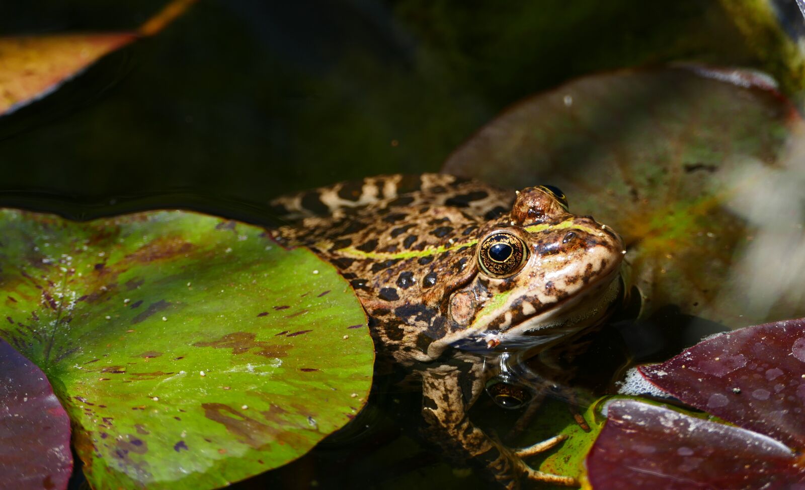 Panasonic Lumix DMC-FZ1000 sample photo. Frog, green, amphibian photography