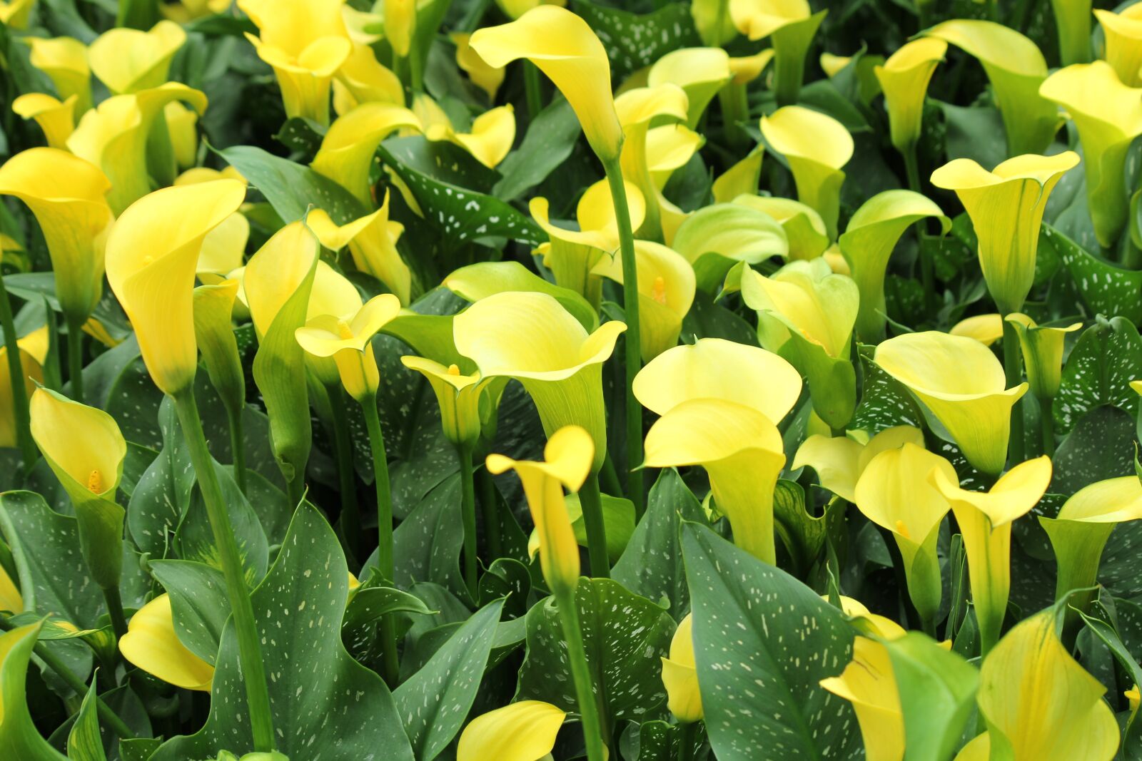 Canon EF-S 55-250mm F4-5.6 IS sample photo. Yellow, flowers, green photography