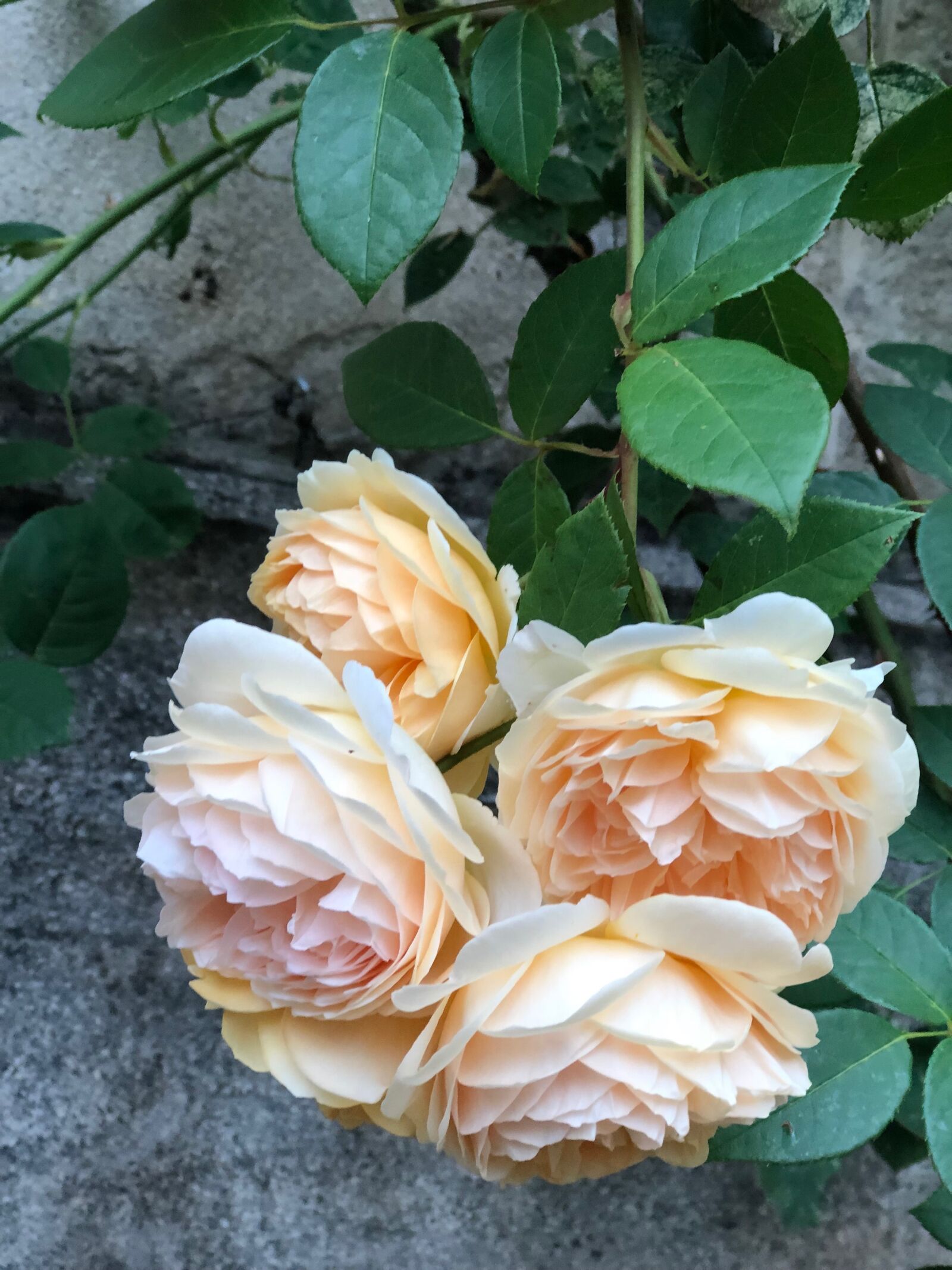 iPhone 8 Plus back dual camera 6.6mm f/2.8 sample photo. Creamy, rose, bunch photography
