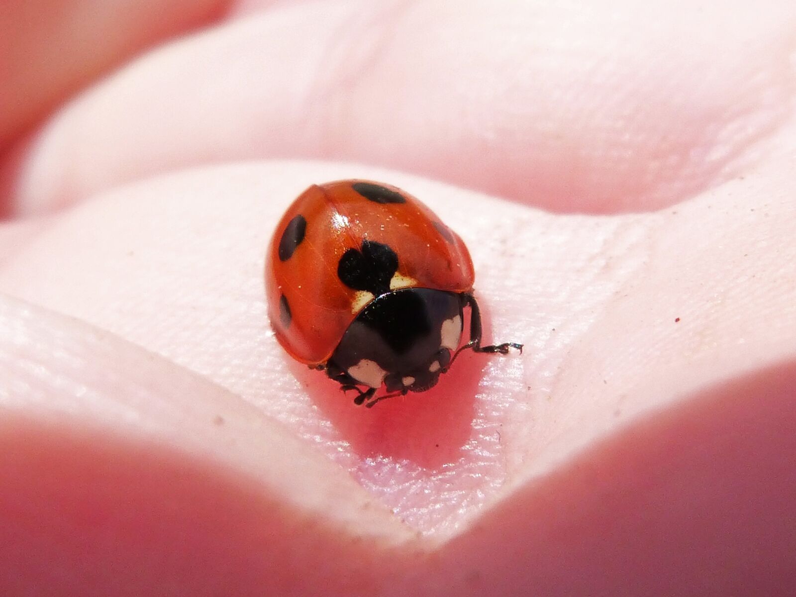 Panasonic DMC-FZ62 sample photo. Ladybug, hand, coleoptera photography