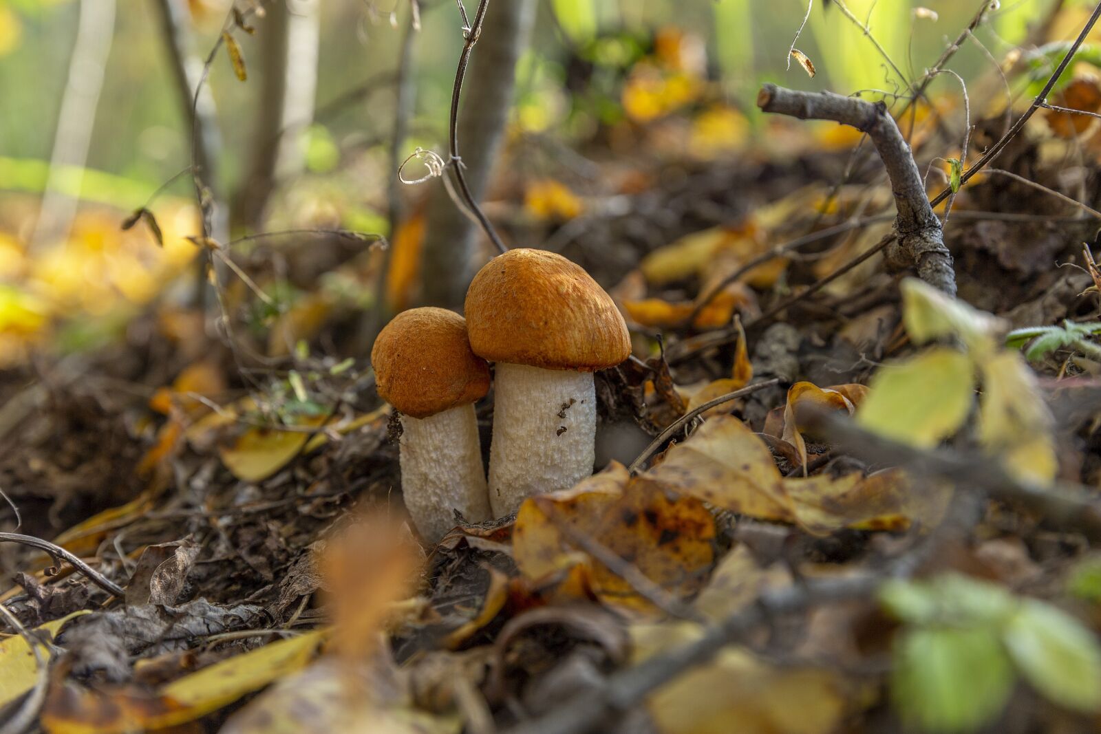 Canon EOS 6D + Canon EF 24-70mm F2.8L II USM sample photo. Mushrooms, mushroom pickers, orange-cap photography