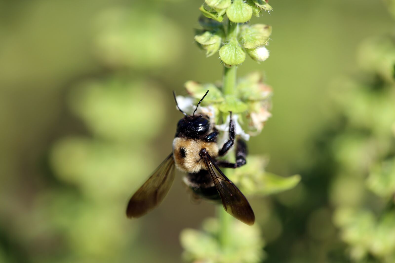 Canon EF 180mm F3.5L Macro USM sample photo. Nature, insect, bee photography