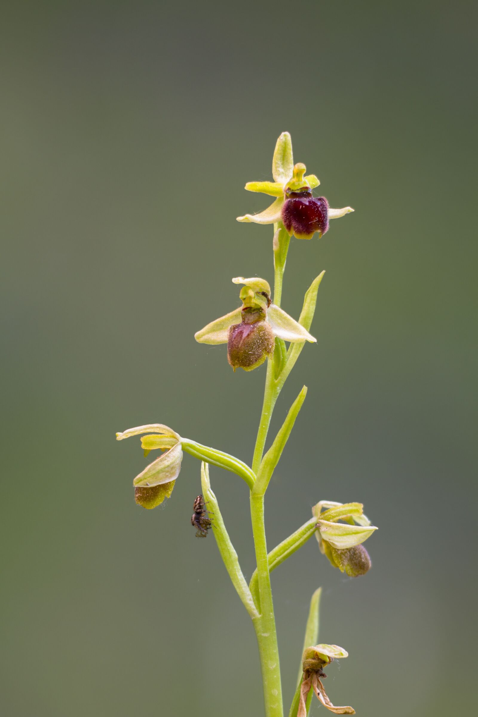 Canon EOS 7D sample photo. Orchid, spider orchid, flower photography