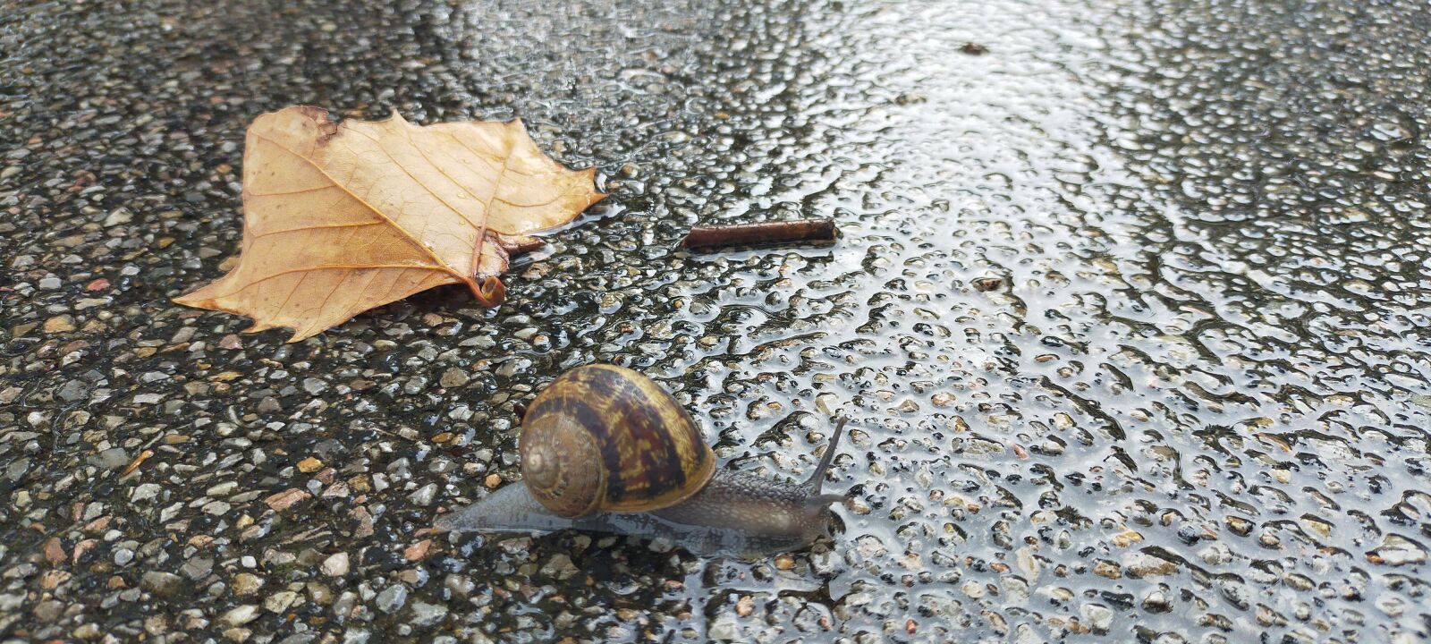 OPPO A9 2020 sample photo. Snail, animal, nature photography