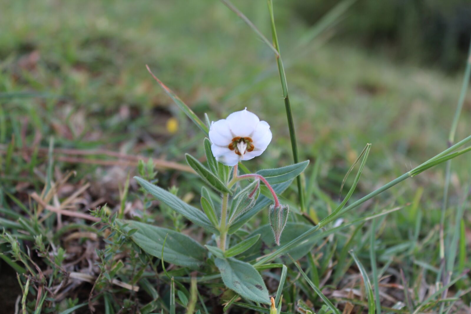 Canon EOS 1300D (EOS Rebel T6 / EOS Kiss X80) sample photo. Micro, flower, nature photography
