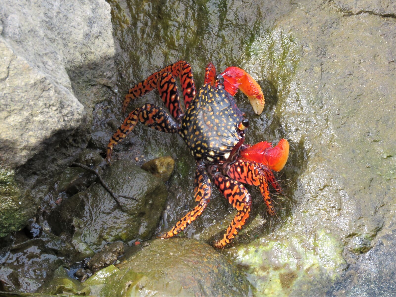 Canon PowerShot SX60 HS sample photo. Crab, crustaceans, red photography