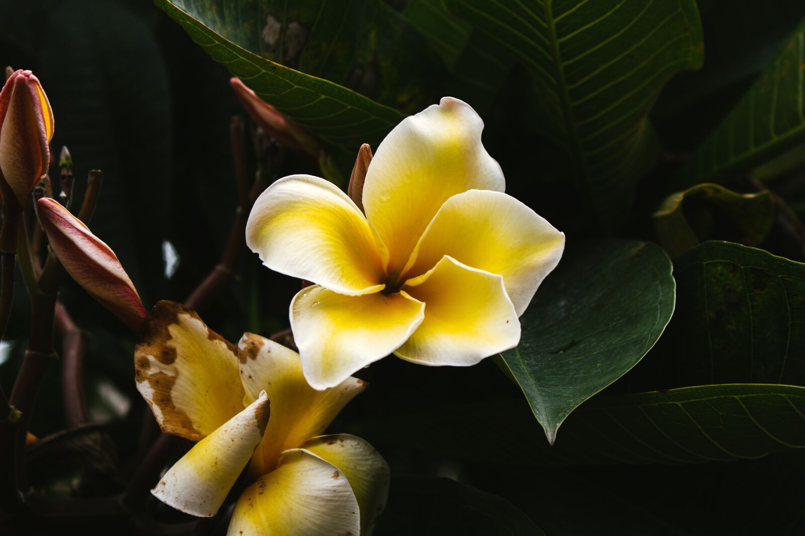 Canon EOS 700D (EOS Rebel T5i / EOS Kiss X7i) sample photo. Plumeria, flower, thailand photography