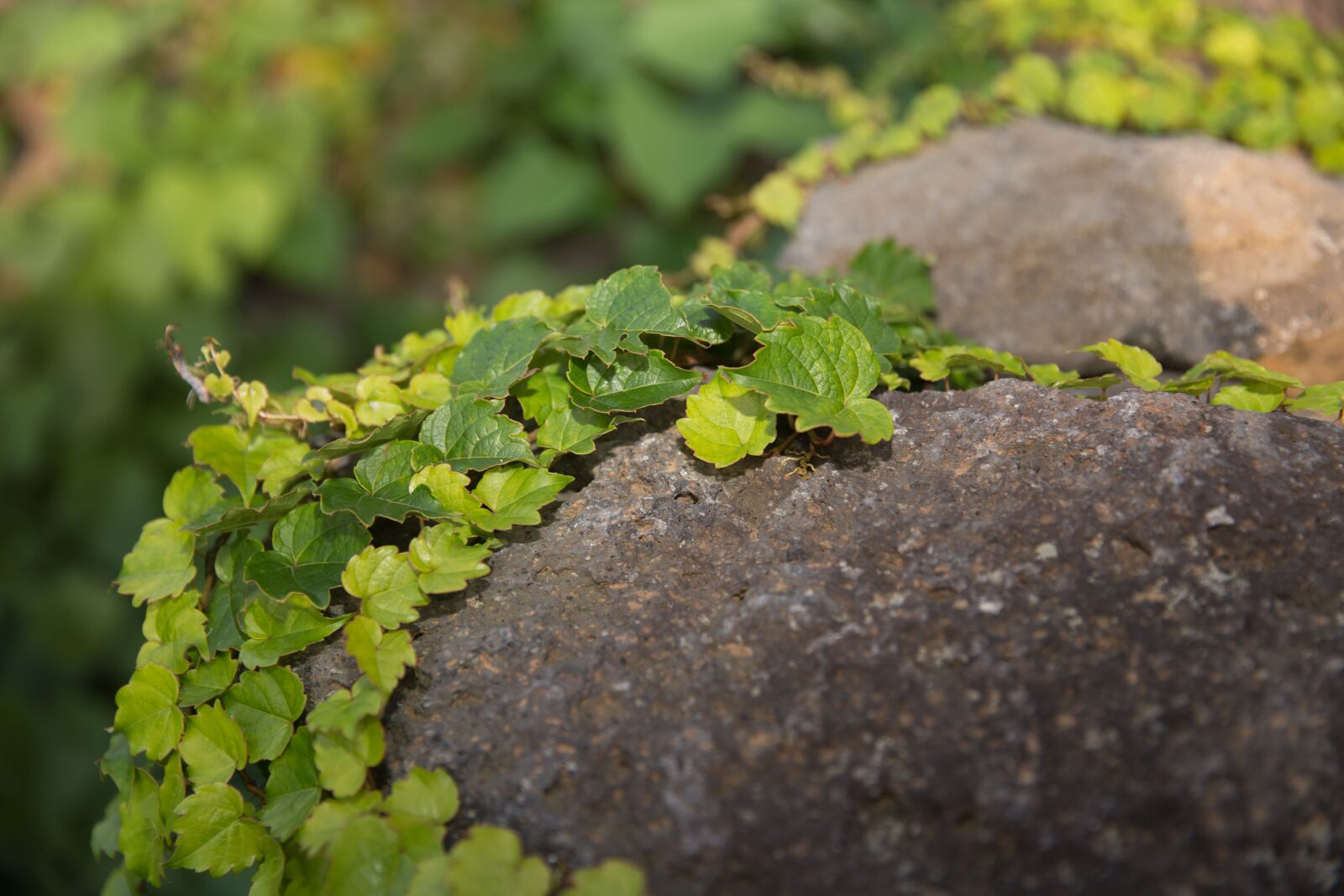 Canon EF 24-70mm F2.8L II USM sample photo. Ivy, stone, plants photography