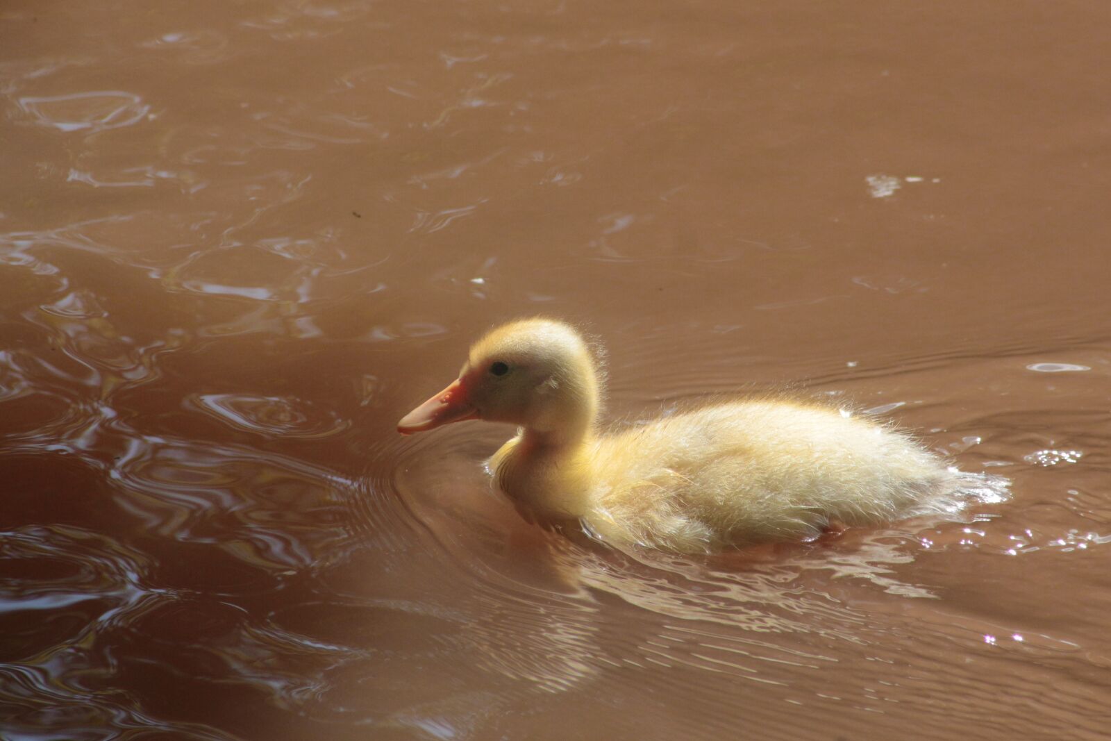 Canon EF 75-300mm F4.0-5.6 IS USM sample photo. Duck, small, cute photography
