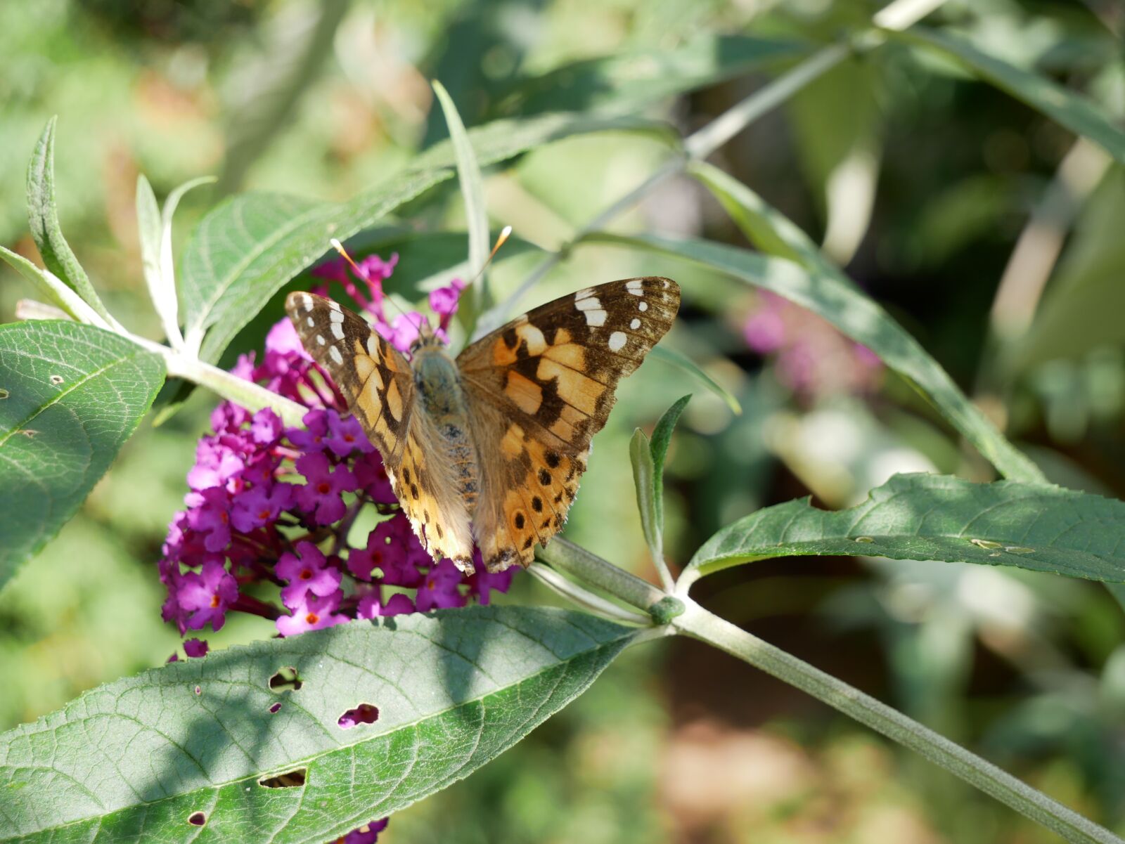Panasonic Lumix DMC-G85 (Lumix DMC-G80) sample photo. Butterfly, sheet, nature photography