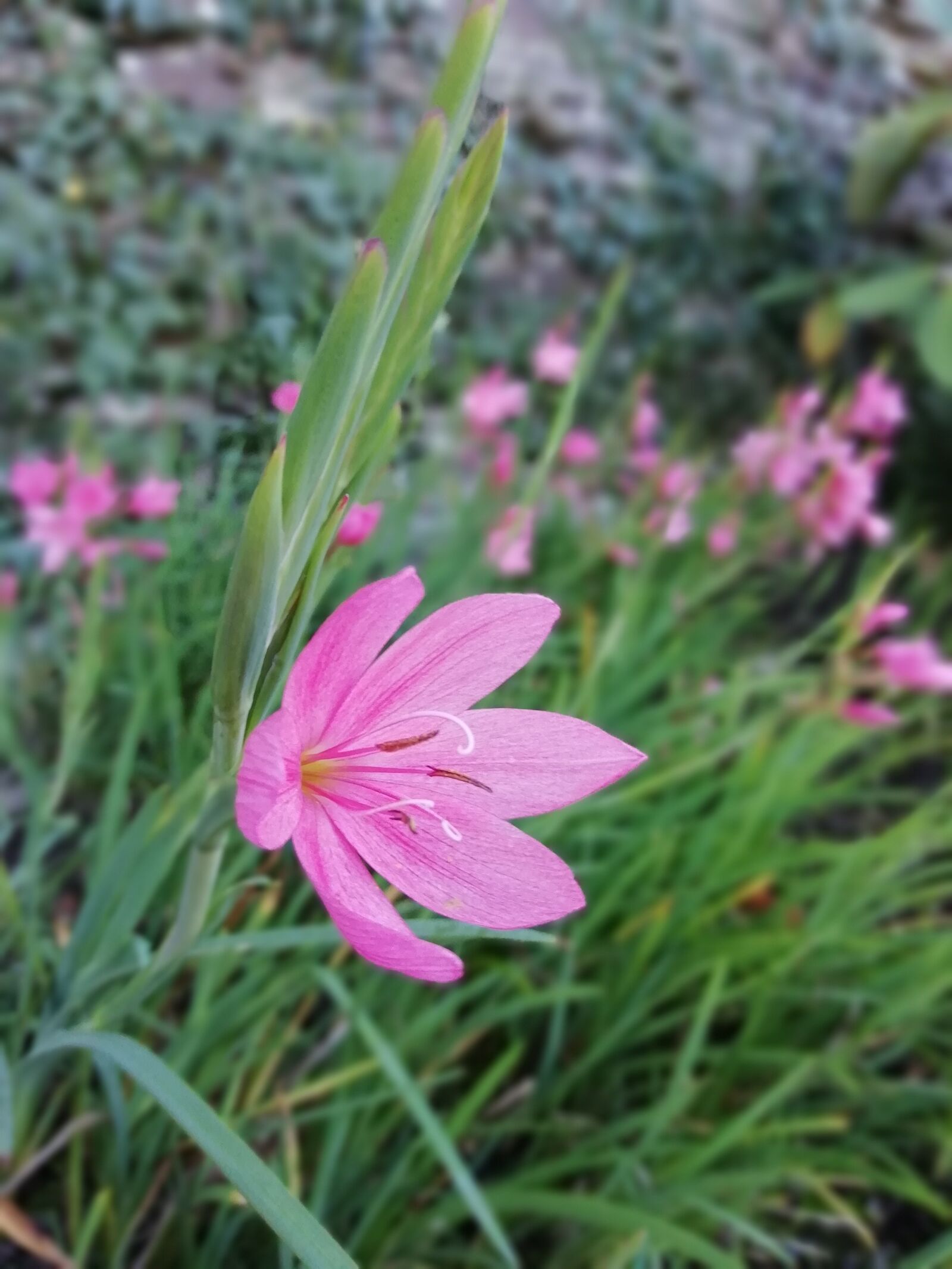 HUAWEI FIG-LX1 sample photo. Flowers, garden, pink photography