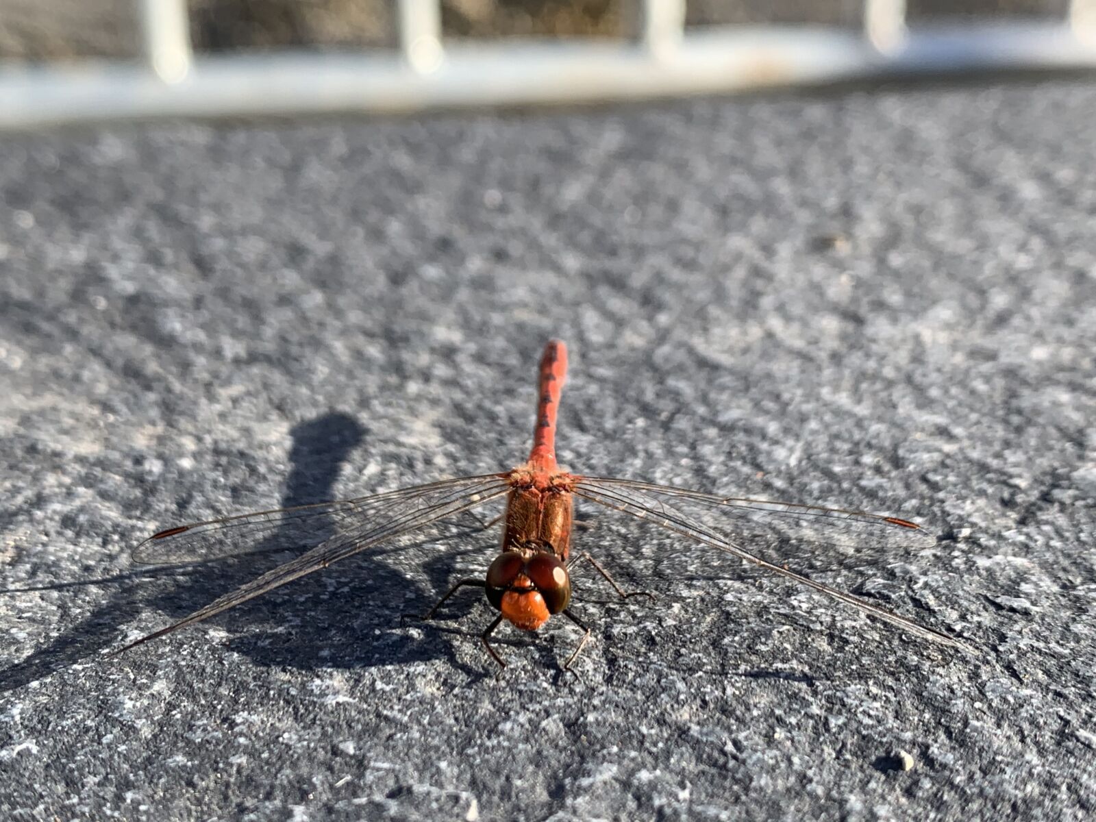 iPhone XS back dual camera 4.25mm f/1.8 sample photo. Dragon fly, insect, close photography