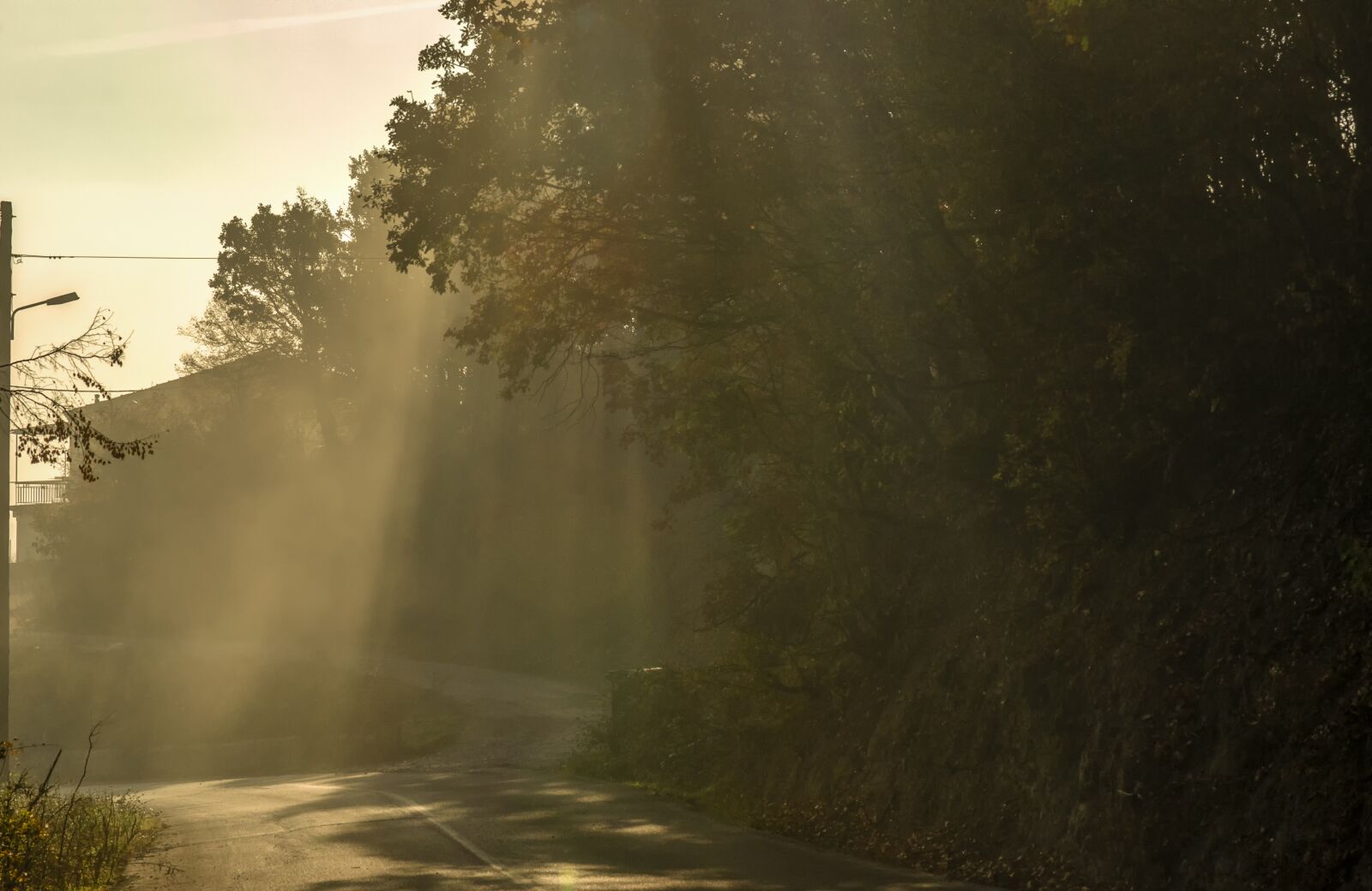 Nikon D7000 sample photo. Sunrays, nature, trees photography