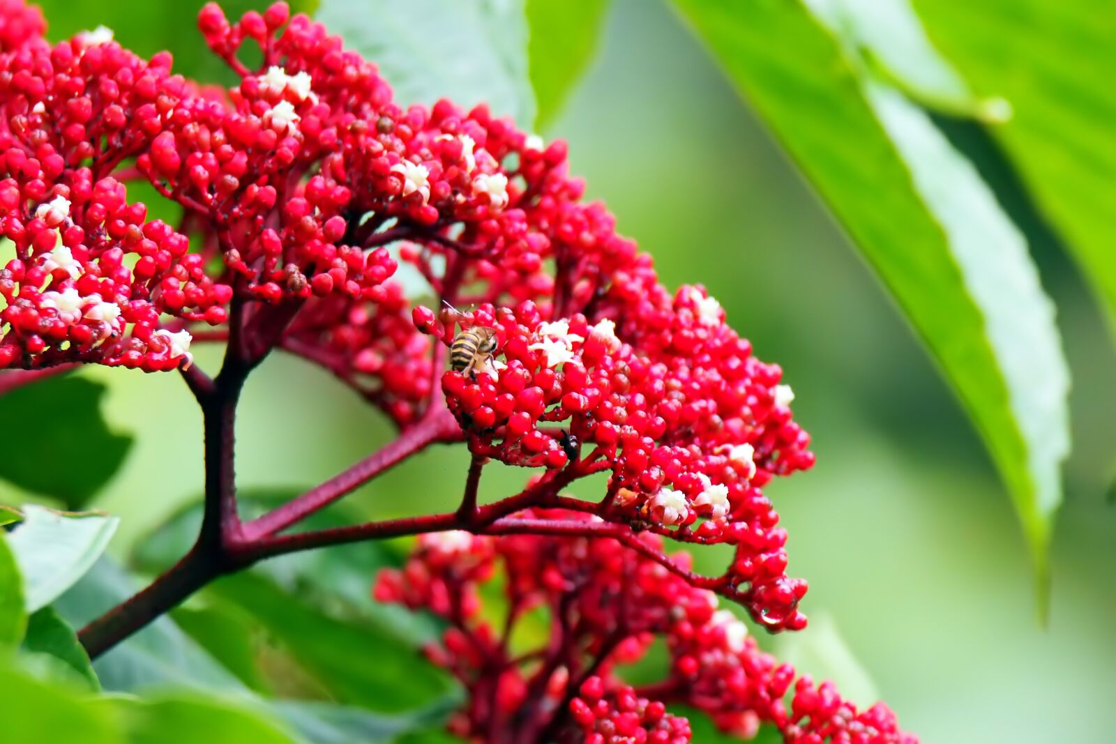 Olympus OM-D E-M1 sample photo. Plant, flower, natural photography