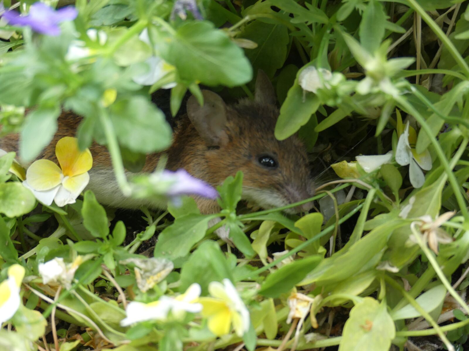 Panasonic Lumix DMC-FZ300 sample photo. Mouse, grass, hidden photography